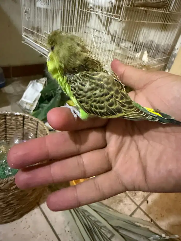 فروخ غر للبيع 7