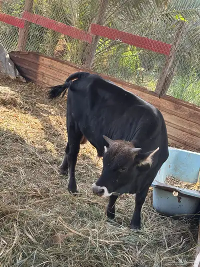 عجول حبتين الماني و جرسي index