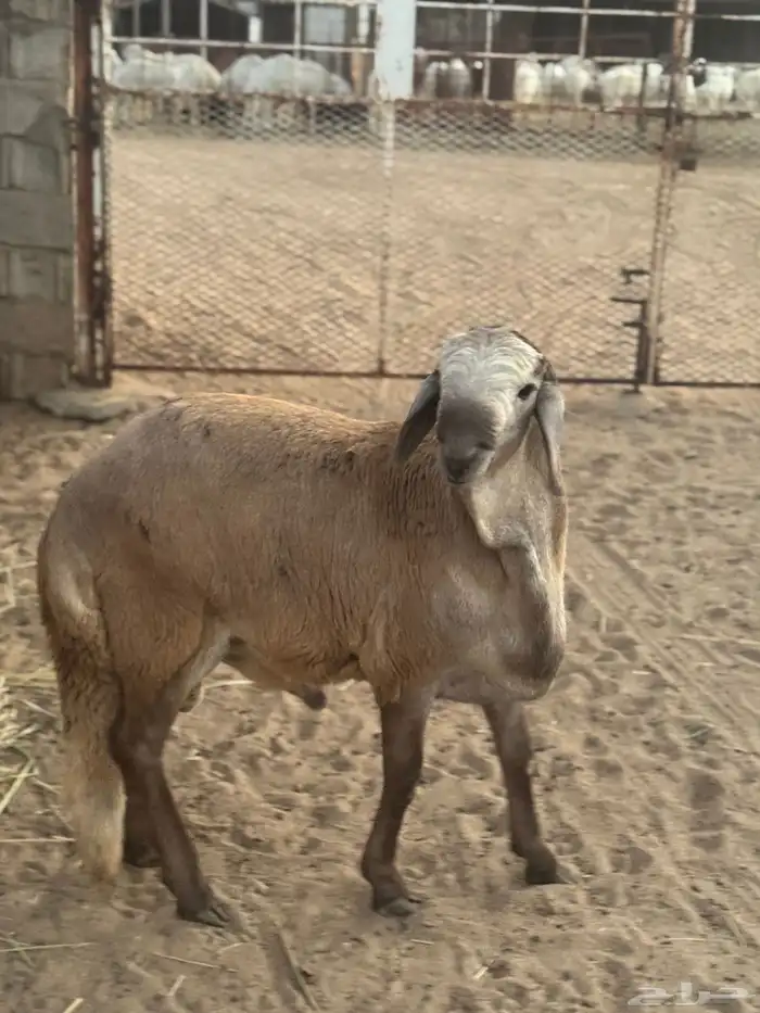سواكني مشروع فحل 2