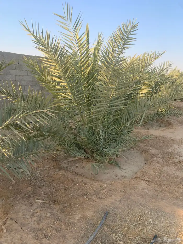 نخل 7