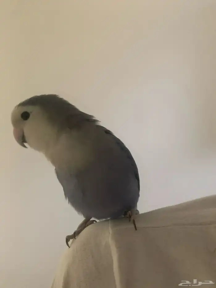 جوز روز اليفين جدا جدا جدا 7