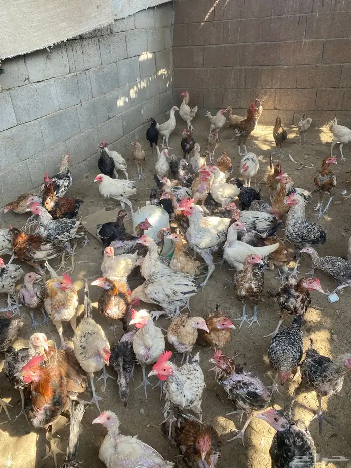 دجاج بلدي 13