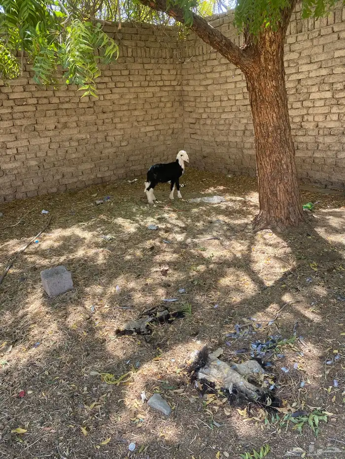 خروف نجدي صغير 2