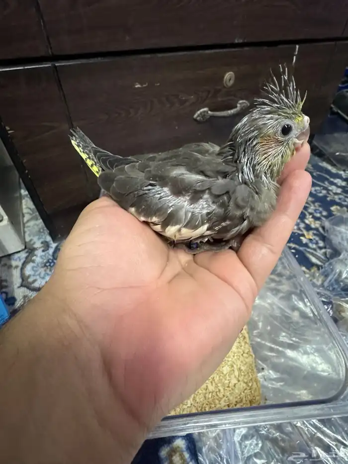 فروخ كروان 1