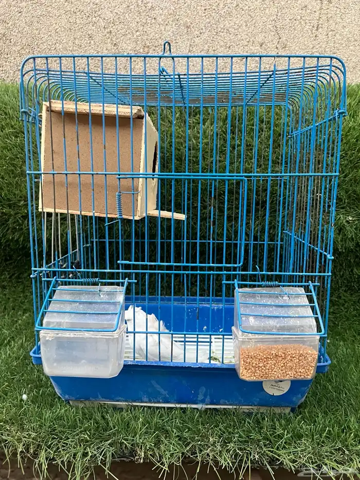 للبيع انثى هوقو 2