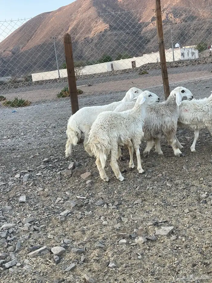 (تم البيع ) رخال حريات مراح واحد 2
