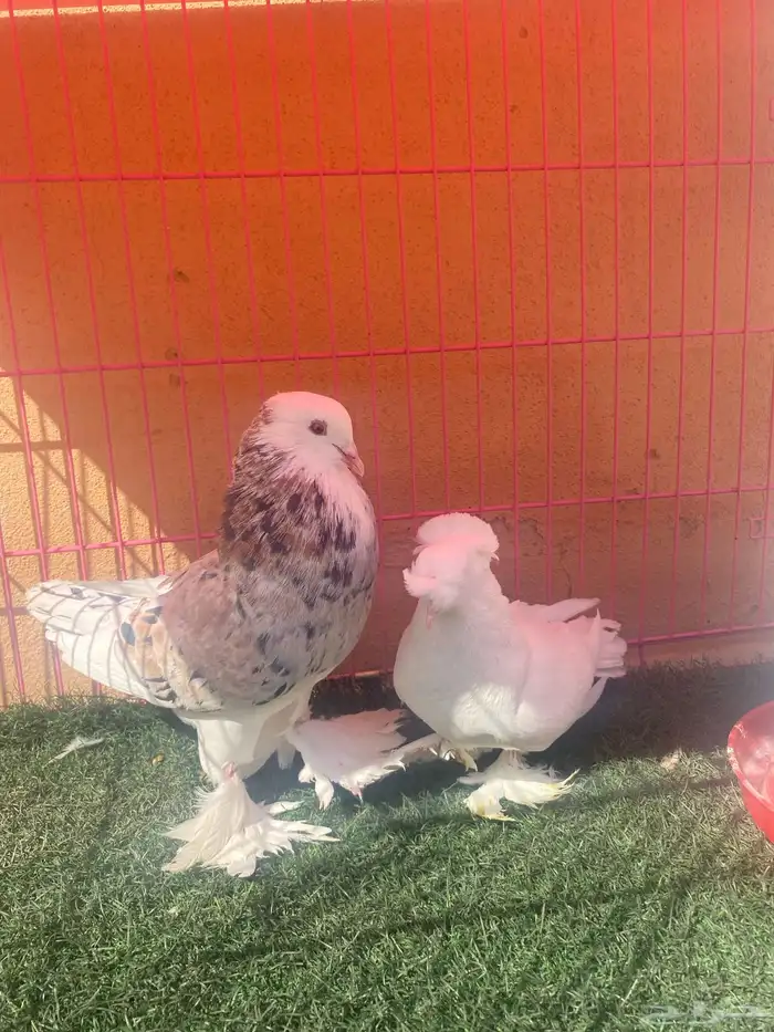 للبيع ازواج حمام 6