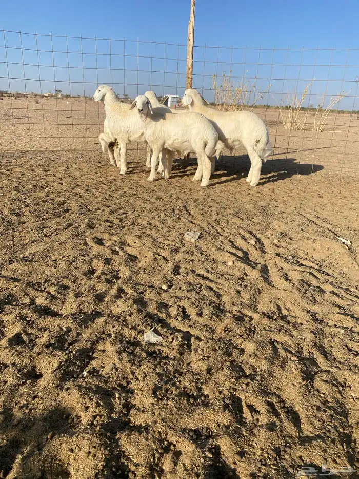 طليان شي نظيف 4