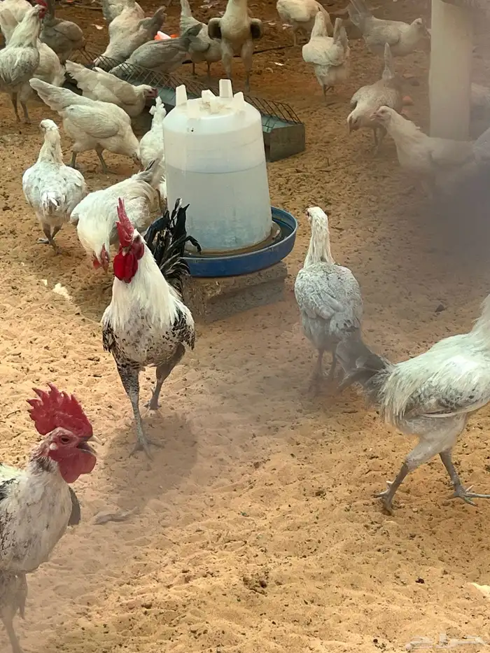 بيض دجاج فيومي المنيم وشبابي مخصب 2