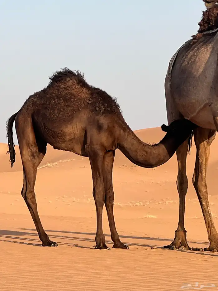 بكره للبيع قصب 3