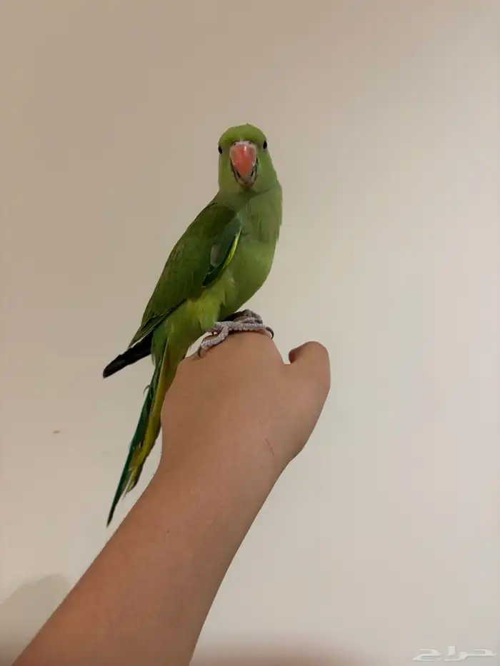 دره هندي أليفه متكلمه البيع مستعجل 16