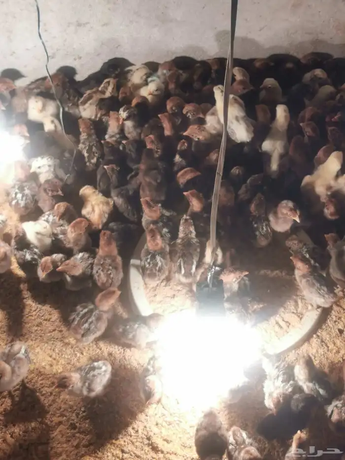 صوص دجاج فيومي وبلدي الدوادمي الدسمه 0