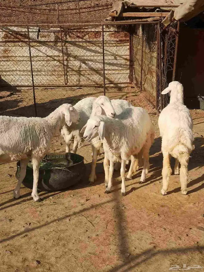 رخال نظيفه على الشرط 7