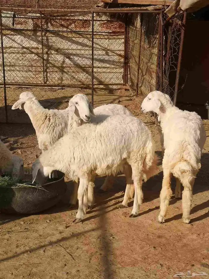 رخال نظيفه على الشرط 5