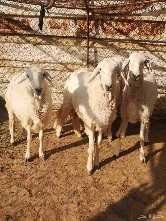 رخال نظيفه على الشرط 4