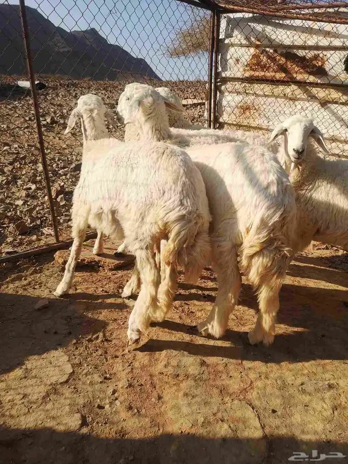رخال نظيفه على الشرط 3