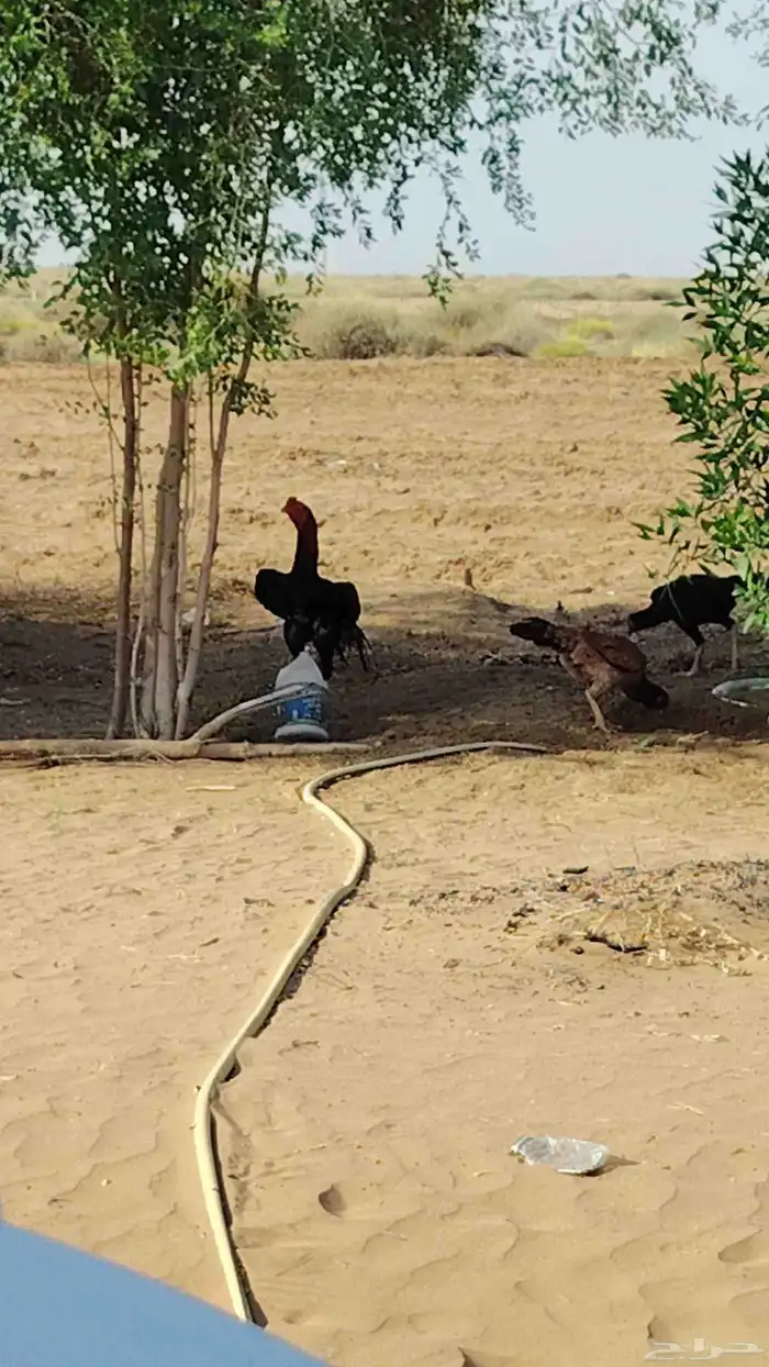 دجاج شامو للبيع 2