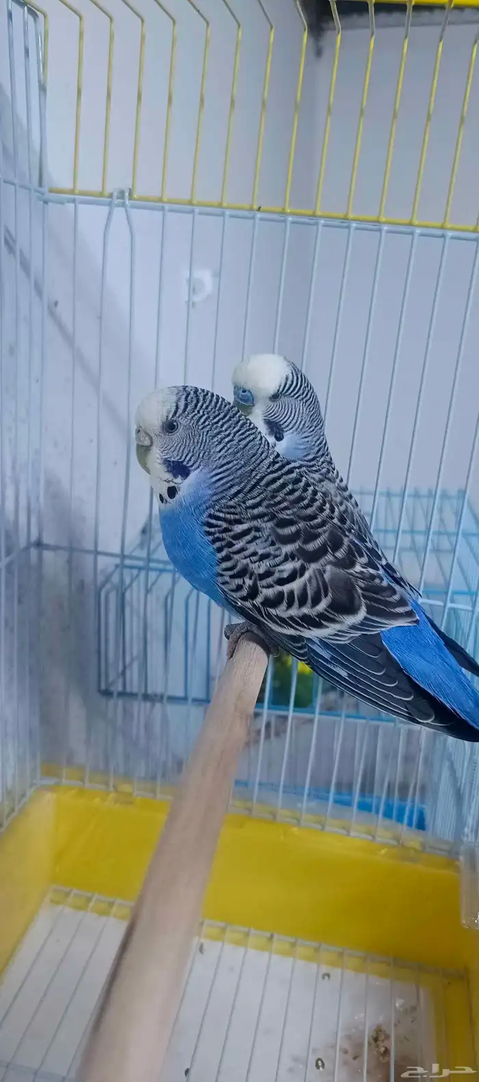 للبيع جوز بادجي هولندي منتج للاهل التميز 3