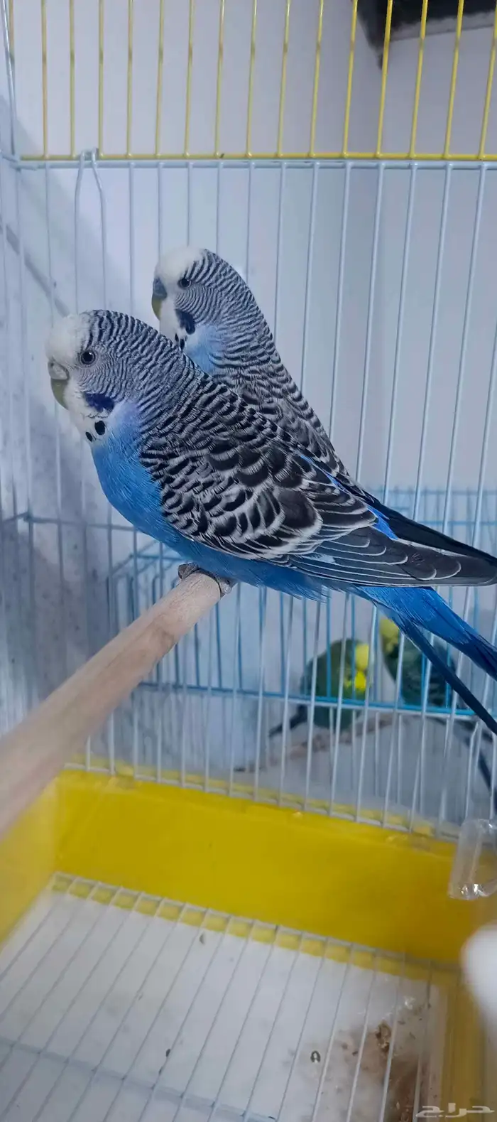 للبيع جوز بادجي هولندي منتج للاهل التميز 0