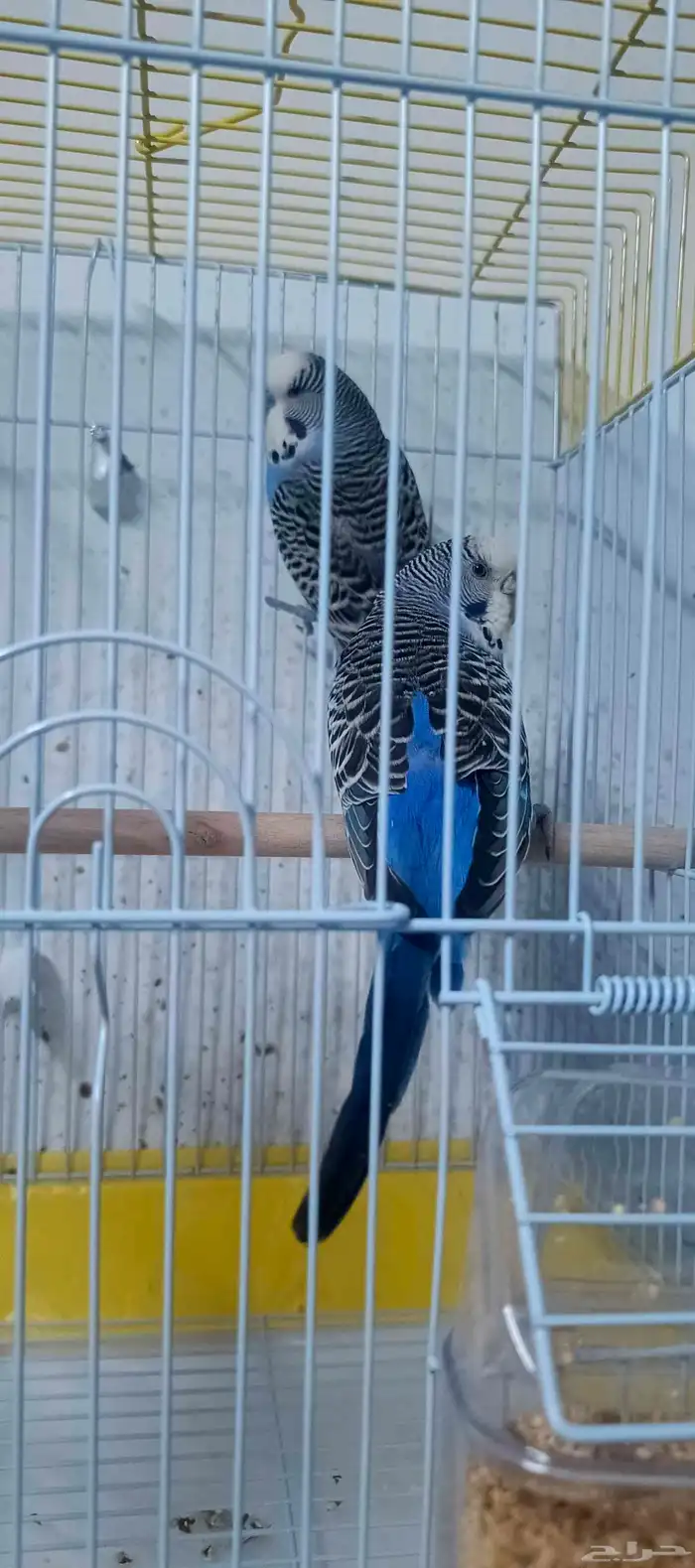 للبيع جوز بادجي هولندي منتج للاهل التميز 4