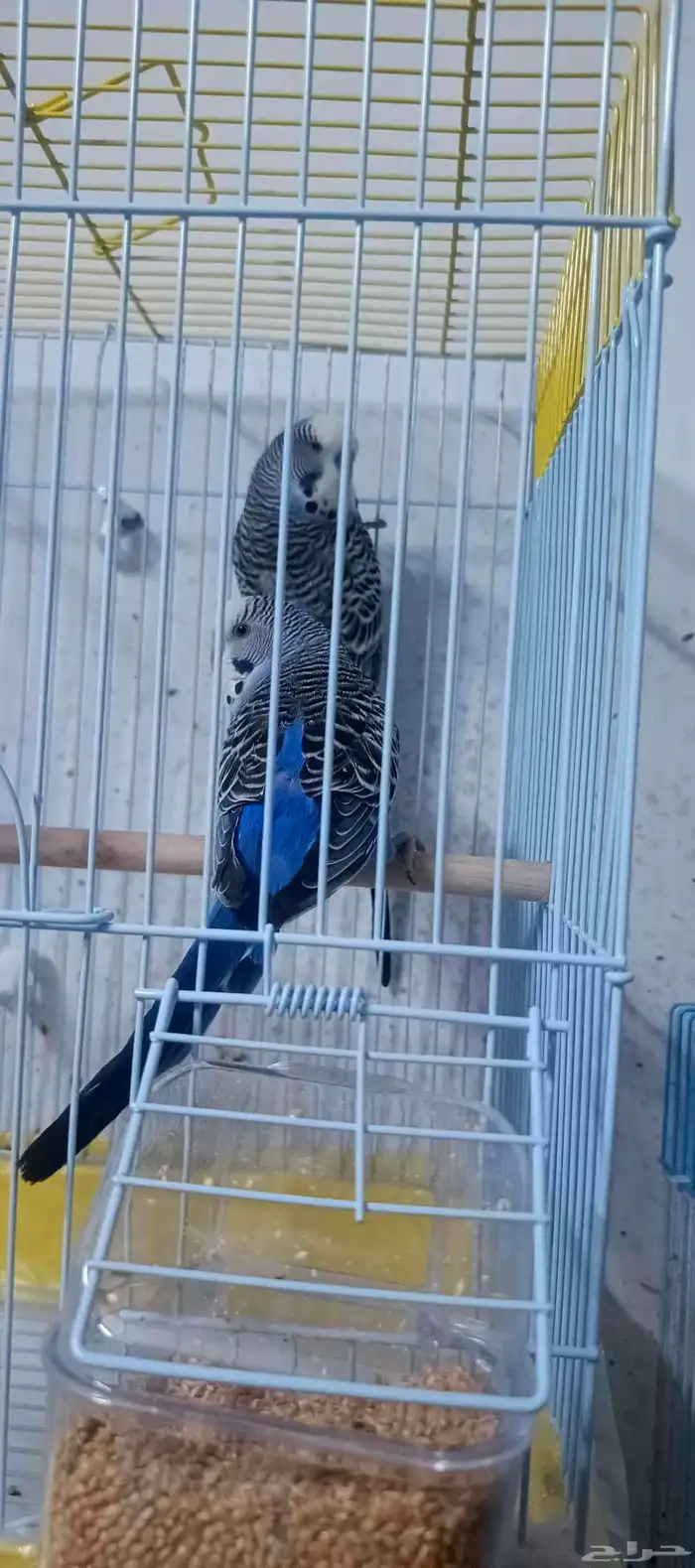 للبيع جوز بادجي هولندي منتج للاهل التميز 6