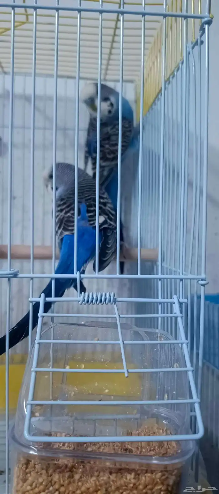 للبيع جوز بادجي هولندي منتج للاهل التميز 7