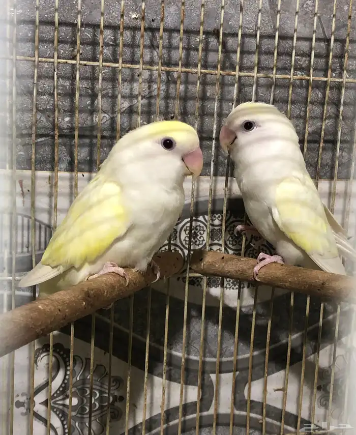 روز منتج 0