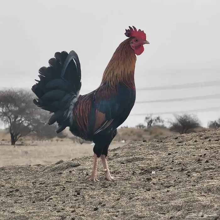 ديك عربي أصيل وثلاث دجاج بلدي 9