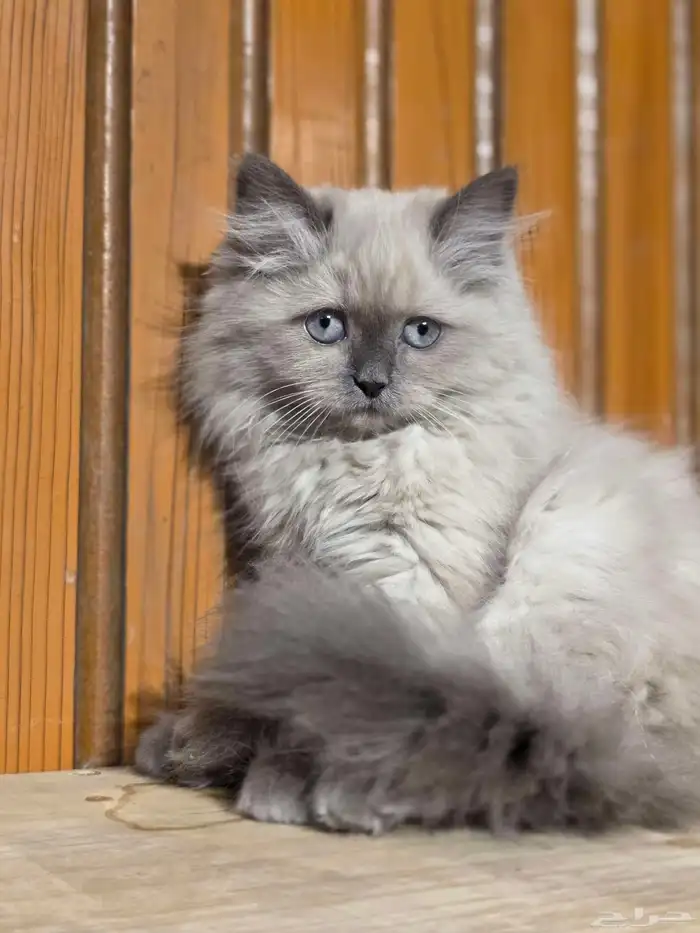 هملايا 3 شهور للبيع انثى 1