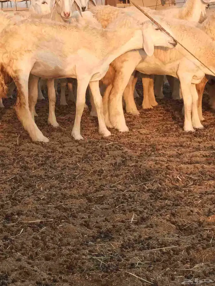 رخال حريات جذعات فرش الفحل 6