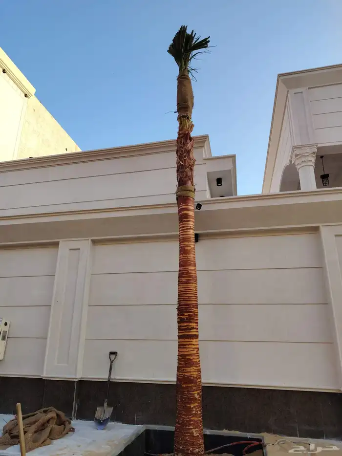 نخل للبيع عربي ووشنطني زينه 1