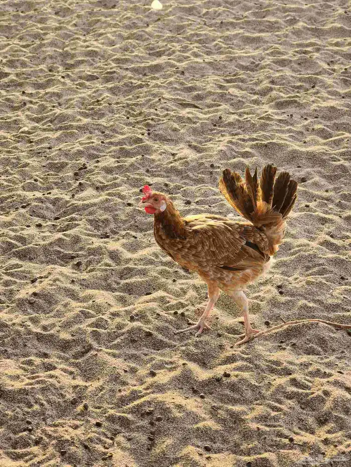 ديك عربي أصيل وثلاث دجاج بلدي 3