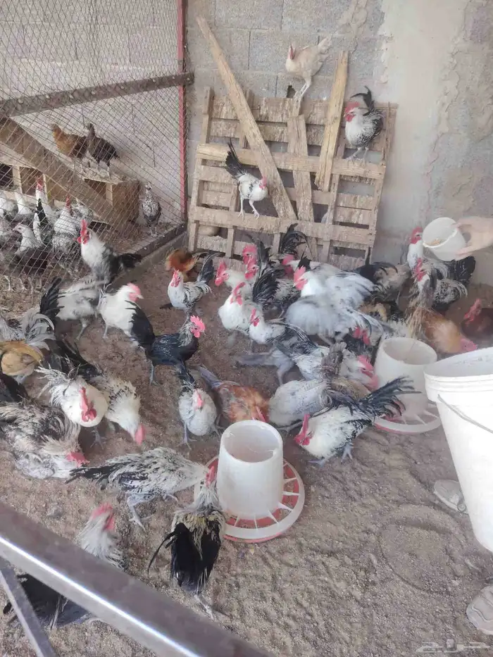 ديوك بلدية 1