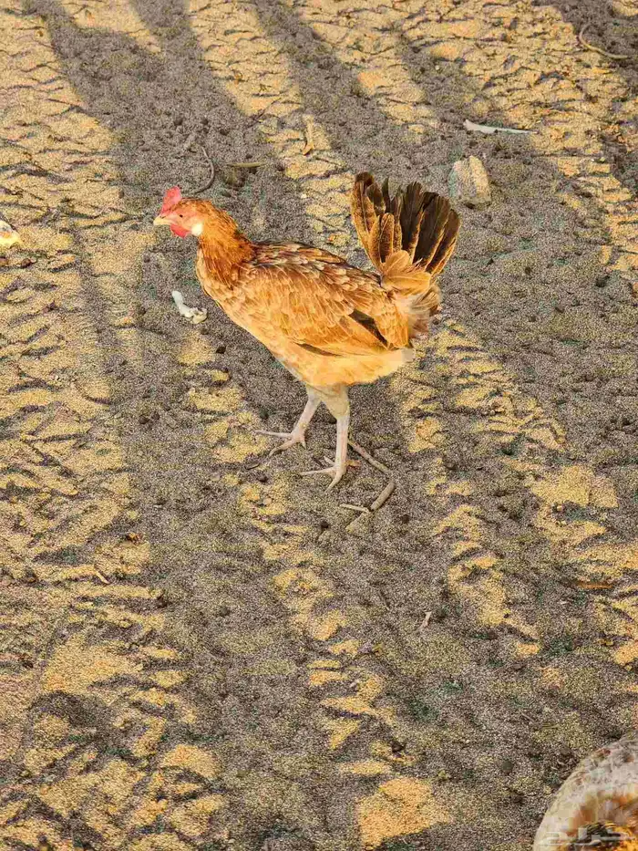 ديك عربي أصيل وثلاث دجاج بلدي 4