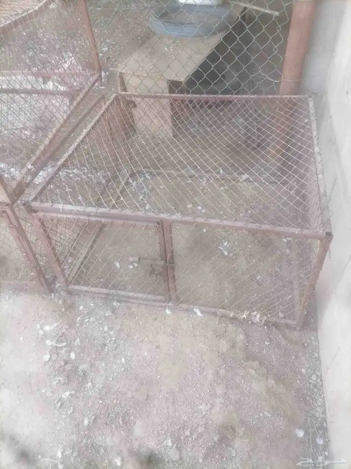 شبك وشبوك نقل 1