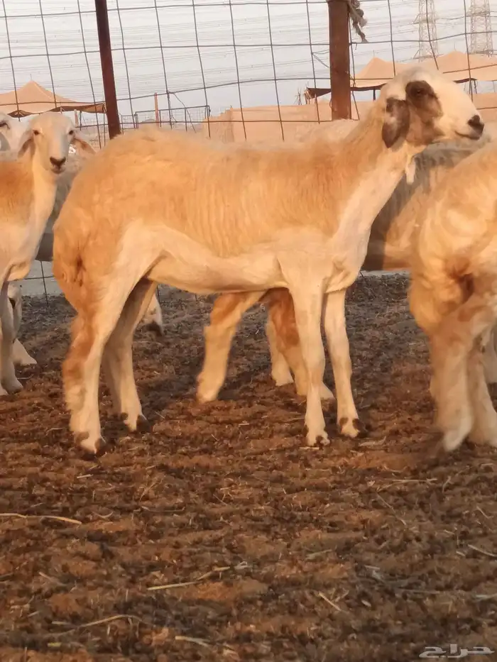 رخال حريات جذعات فرش الفحل 1