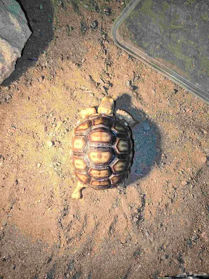 سلاحف برية سولكاتا 3