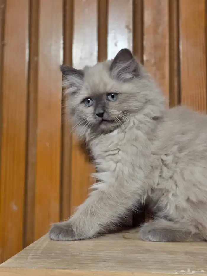 هملايا 3 شهور للبيع انثى 2