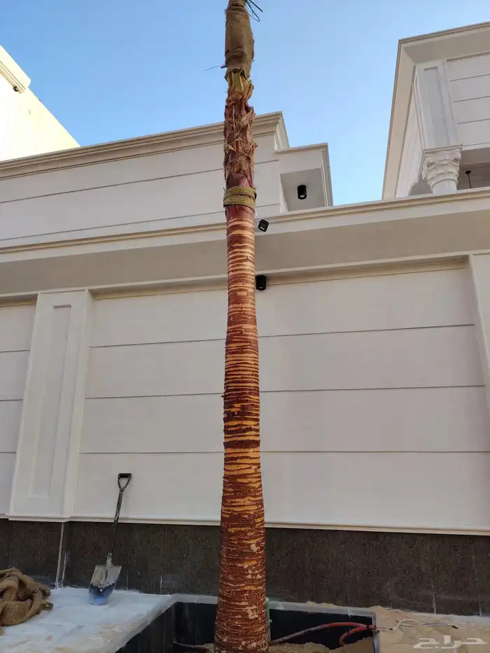 نخل للبيع عربي ووشنطني زينه 4