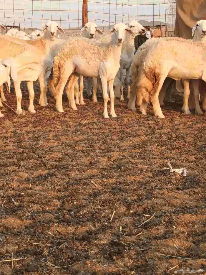 رخال حريات جذعات فرش الفحل 9