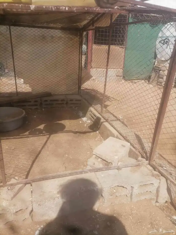 شبك دجاج طيور 2