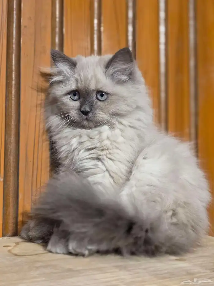 هملايا 3 شهور للبيع انثى 4