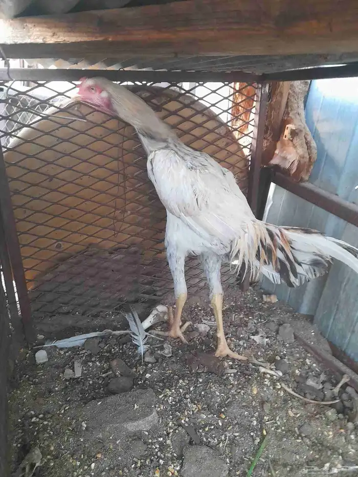 ديك باكستاني للبيع عمر سته شهور لسه باقي ما اذن نظيف على الش 3