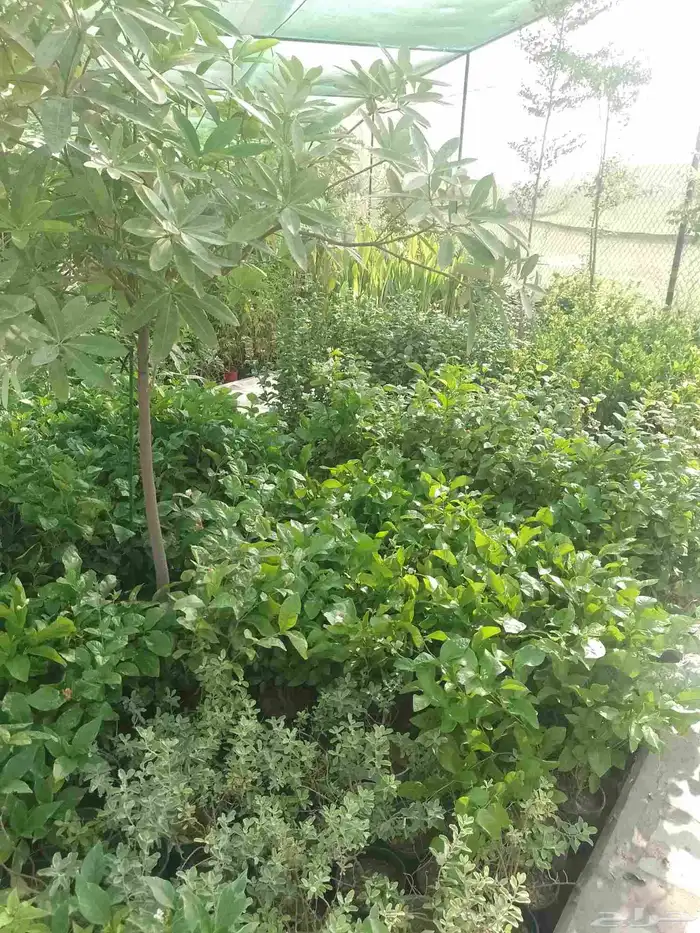 مصطفى بيع جميع انواع النخل البلد واشنطن والعشب الطبيعي والصن 5