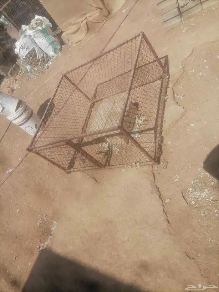 شبك وشبوك نقل 2