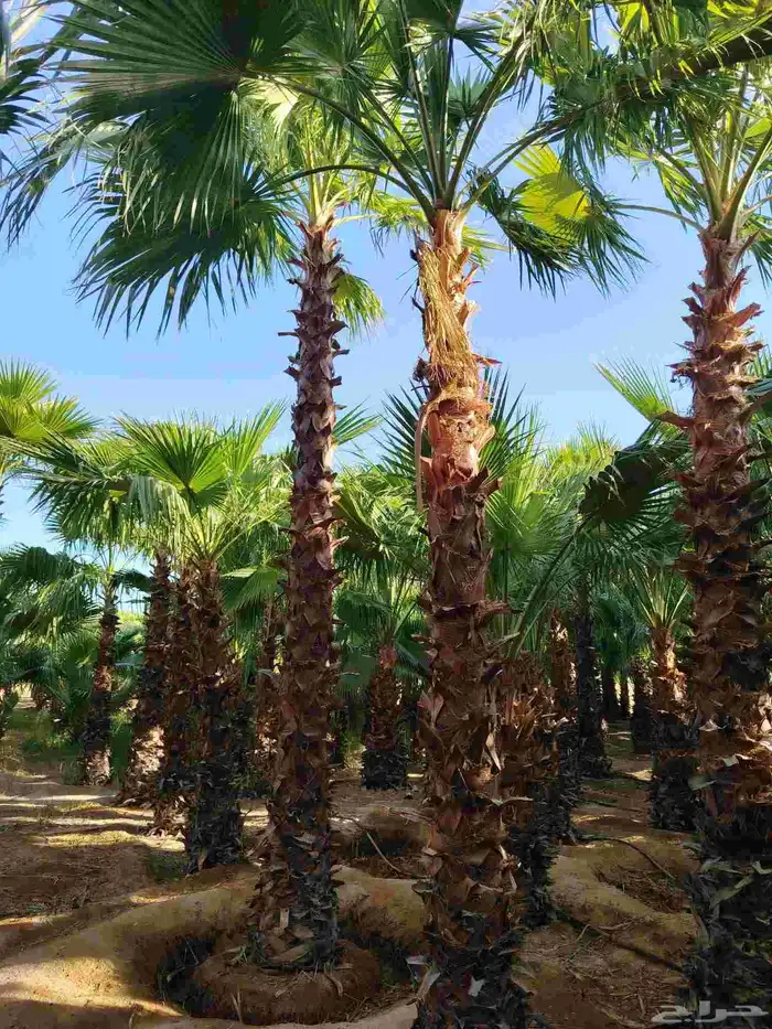 نخل للبيع عربي ووشنطني زينه 6