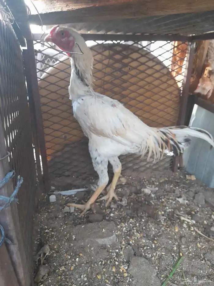 ديك باكستاني للبيع عمر سته شهور لسه باقي ما اذن نظيف على الش 2