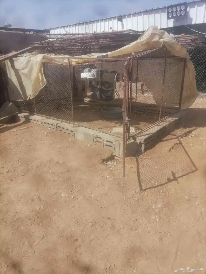 شبك دجاج طيور 1