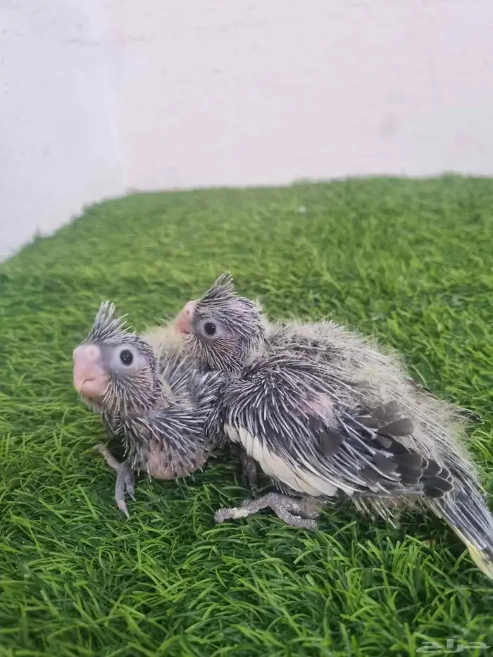 افراخ كروان أحجام طيبه وازواج متوفر حبشي وهولندي والبينو. 4