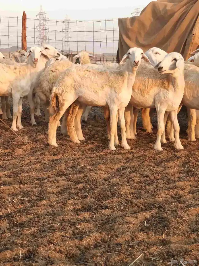 رخال حريات جذعات فرش الفحل 5